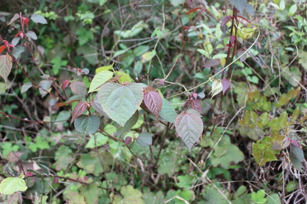 ֲ������1��