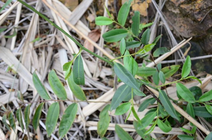 nEO_IMG_��Ƭ 604.jpg