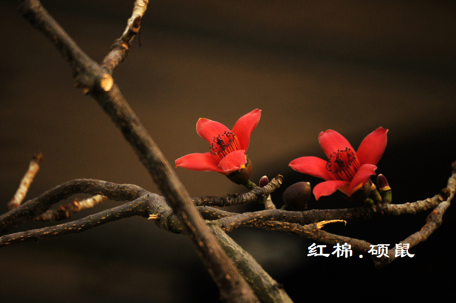 ˫������