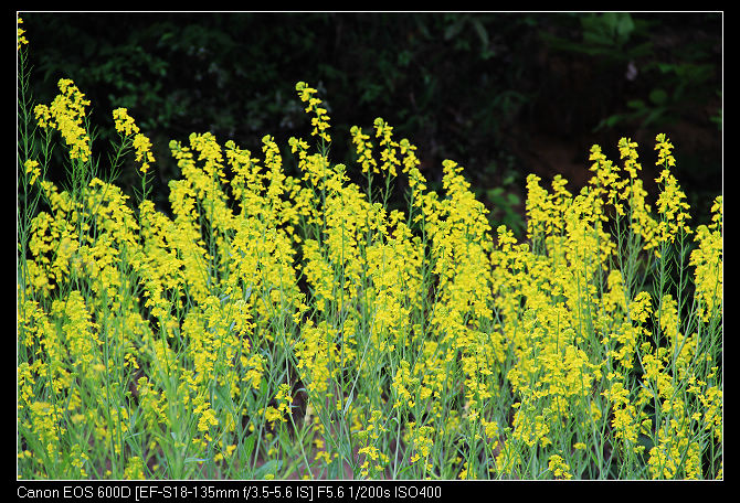 nEO_IMG_�~ɽ��˷�� 428.jpg