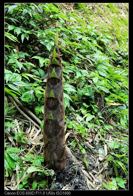 nEO_IMG_�~ɽ��˷�� 328.jpg