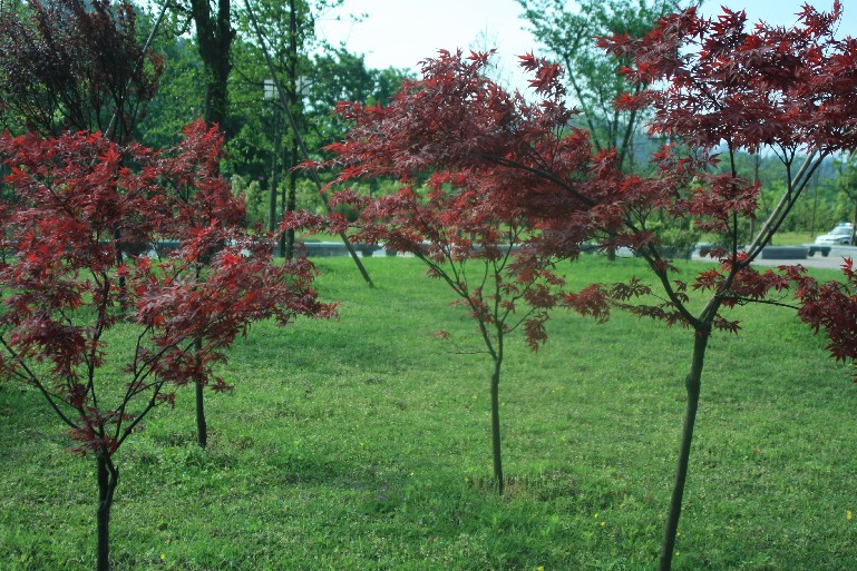 �մ���ʡ�~ɽ�� (6).JPG