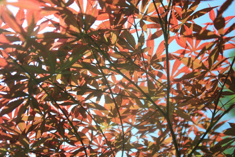 �մ���ʡ�~ɽ�� (10).JPG