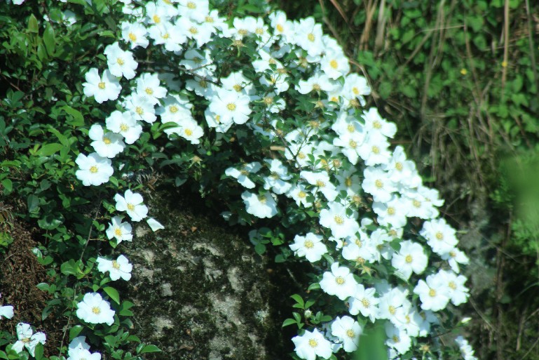 �մ���ʡ�~ɽ�� (15).JPG