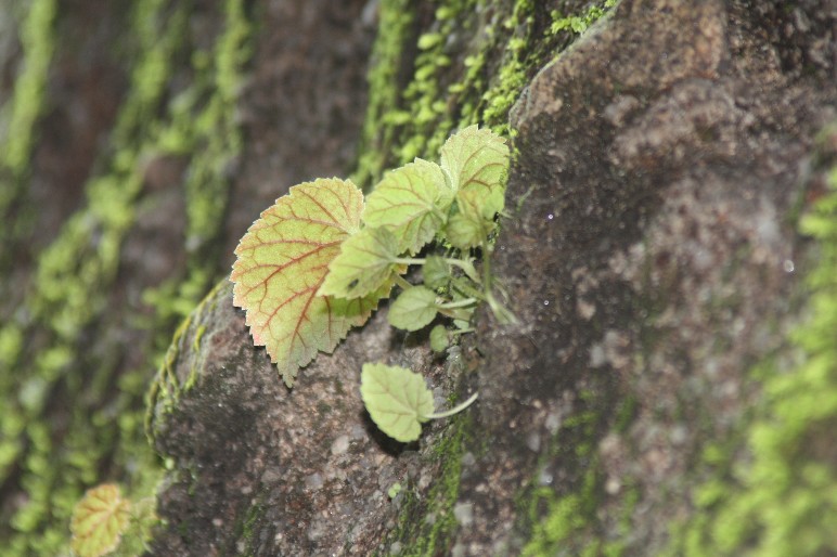 �մ���ʡ�~ɽ�� (30).JPG