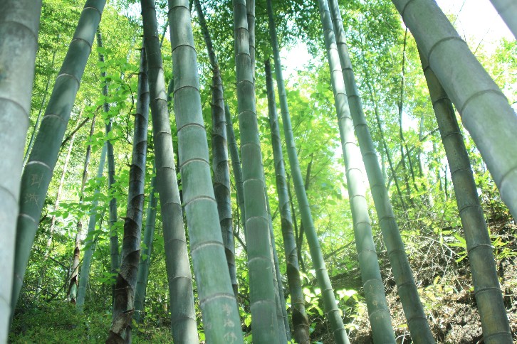 �մ���ʡ�~ɽ�� (40).JPG