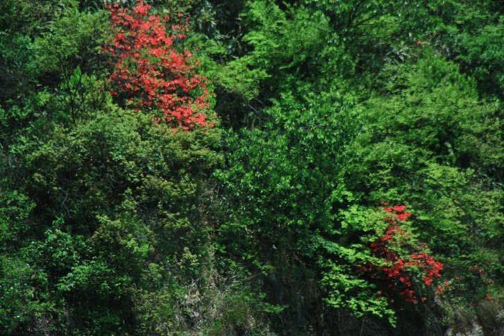 �մ���ʡ�~ɽ�� (49).JPG