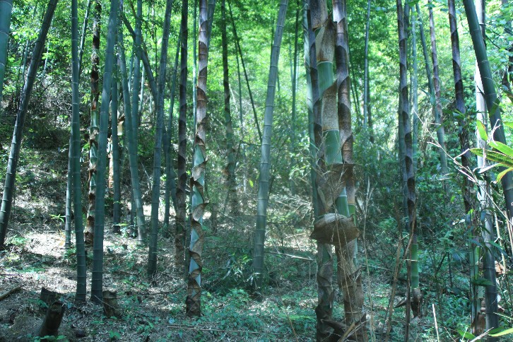 �մ���ʡ�~ɽ�� (51).JPG