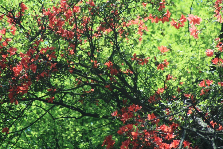 �մ���ʡ�~ɽ�� (53).JPG