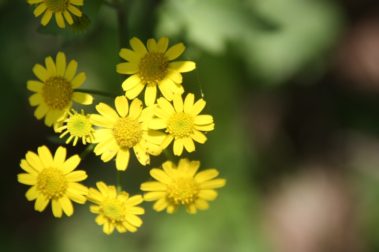 �մ���ʡ�~ɽ�� (70).JPG