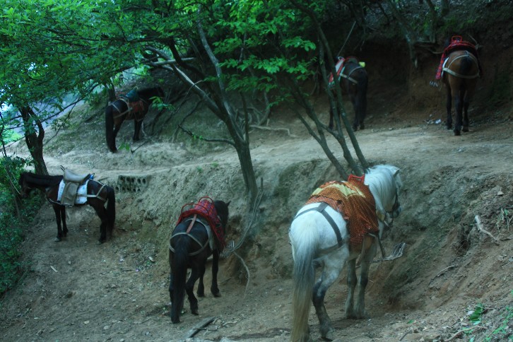 �մ���ʡ�~ɽ�� (104).JPG