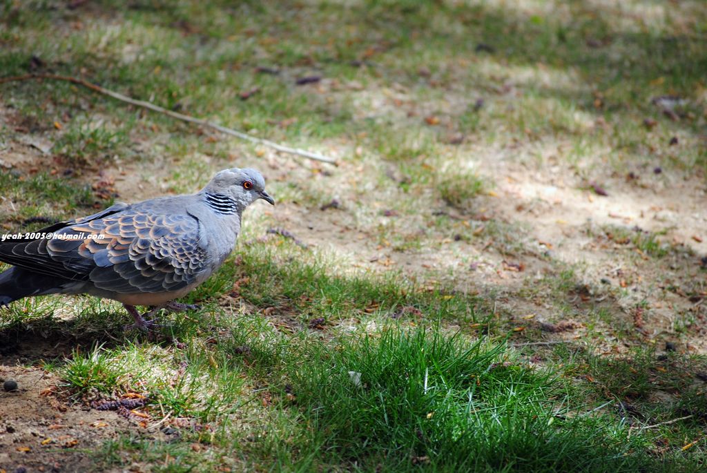 nEO_IMG_DSC_0156 (2).jpg