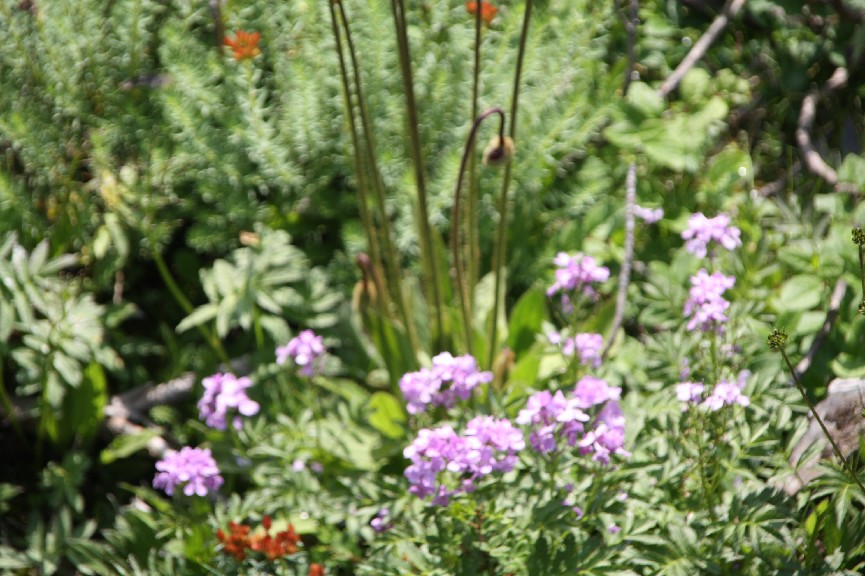 �������� (1).JPG