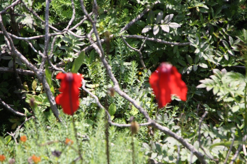 �������� (2).JPG