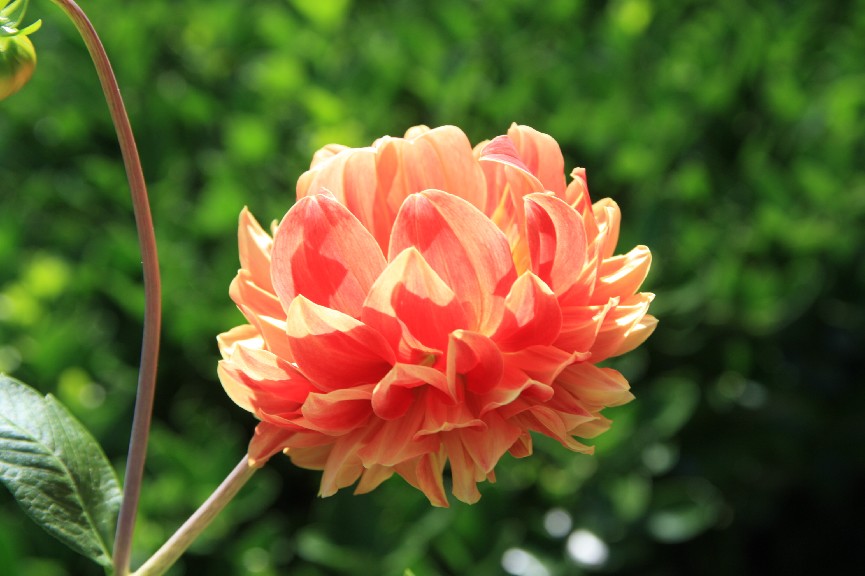 �������� (4).JPG