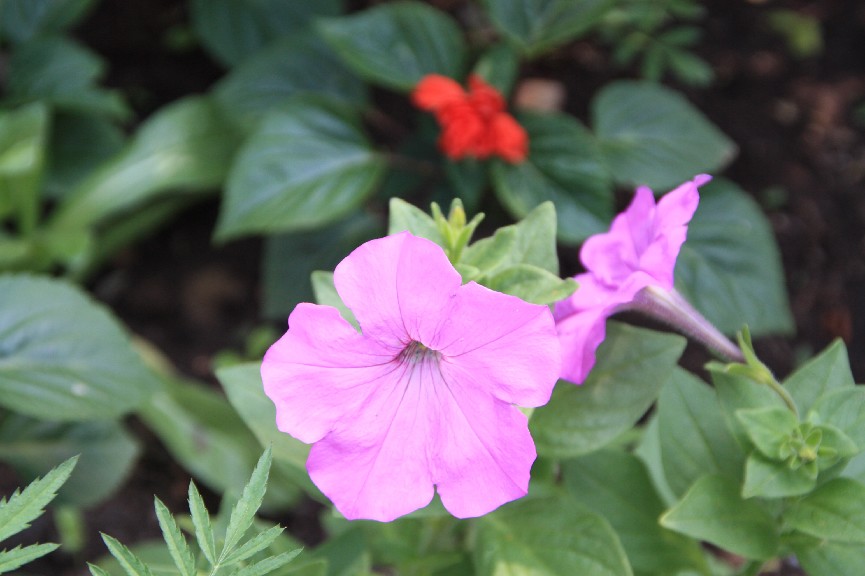 �������� (5).JPG