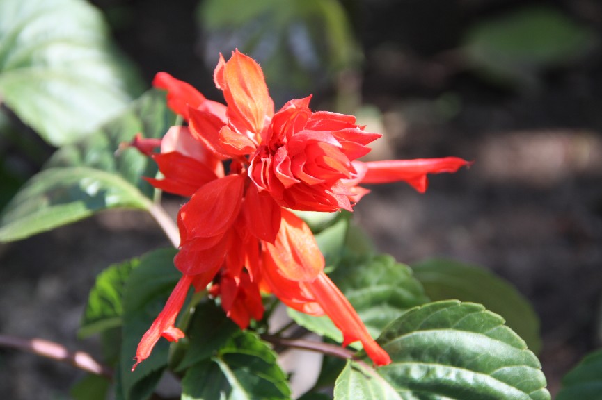 �������� (7).JPG