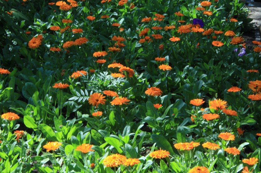 �������� (8).JPG