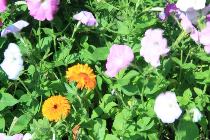 �������� (12).JPG