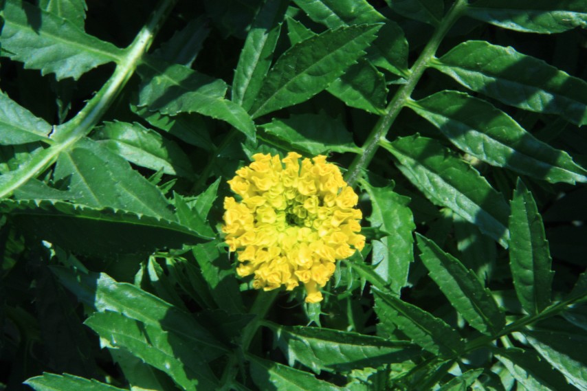 �������� (13).JPG