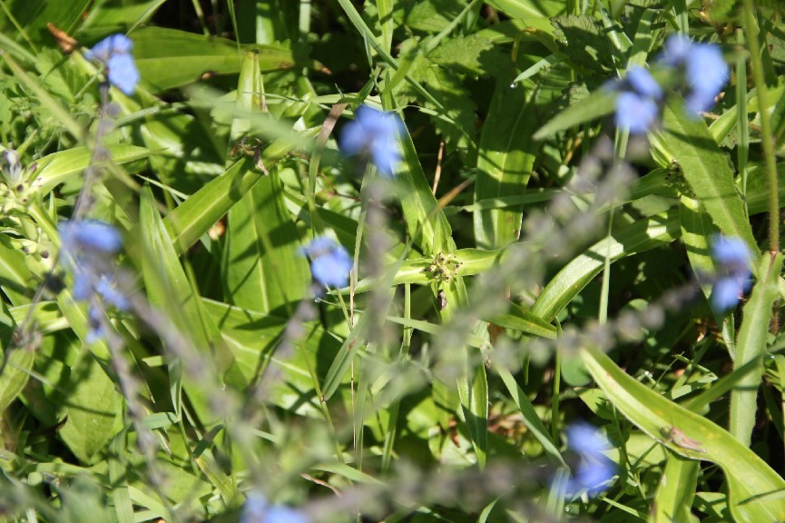 �������� (17).JPG