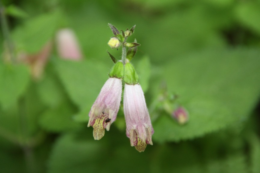 �������� (20).JPG