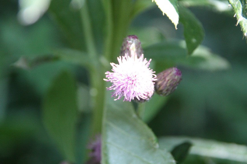 �������� (27).JPG