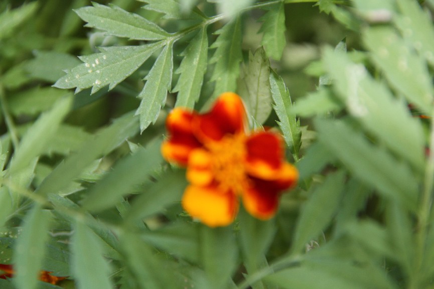 �������� (28).JPG