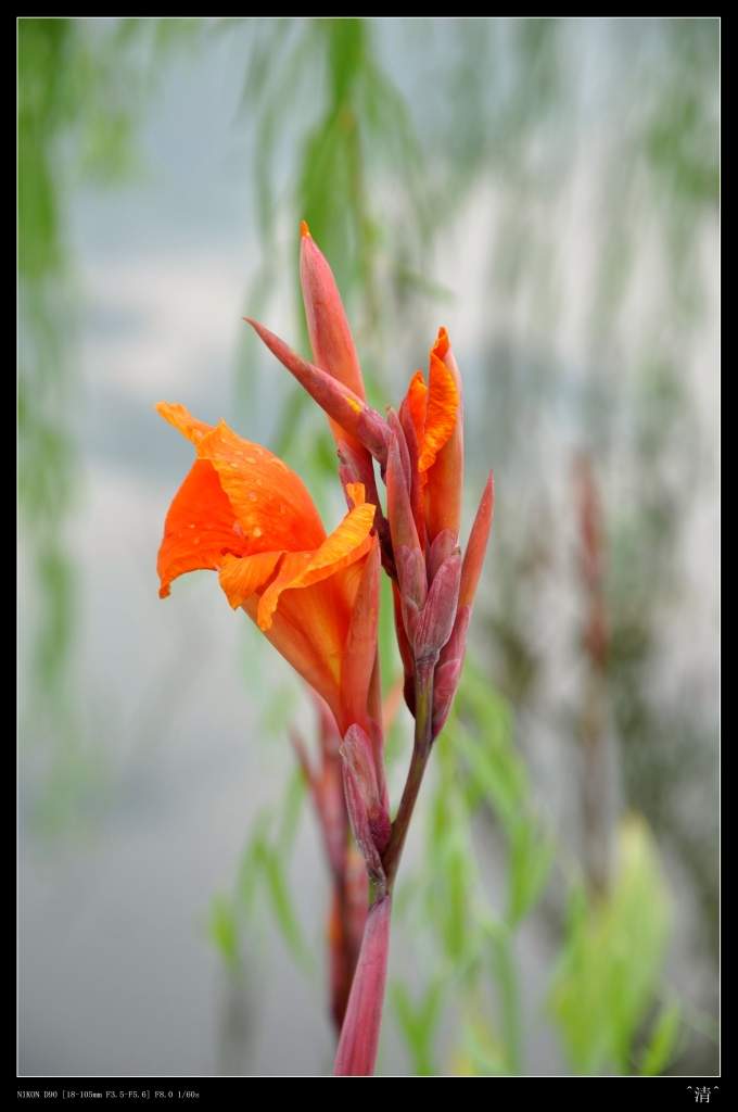 DSC_0149 (NXPowerLite).jpg