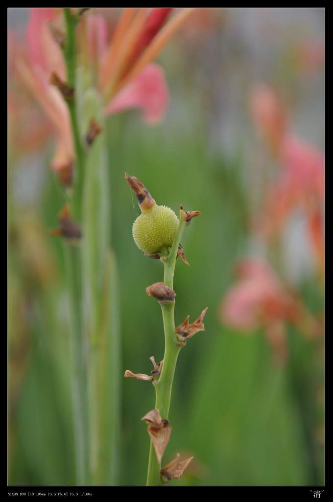 DSC_0156 (NXPowerLite).jpg