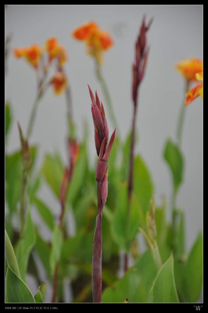 DSC_0157 (NXPowerLite).jpg