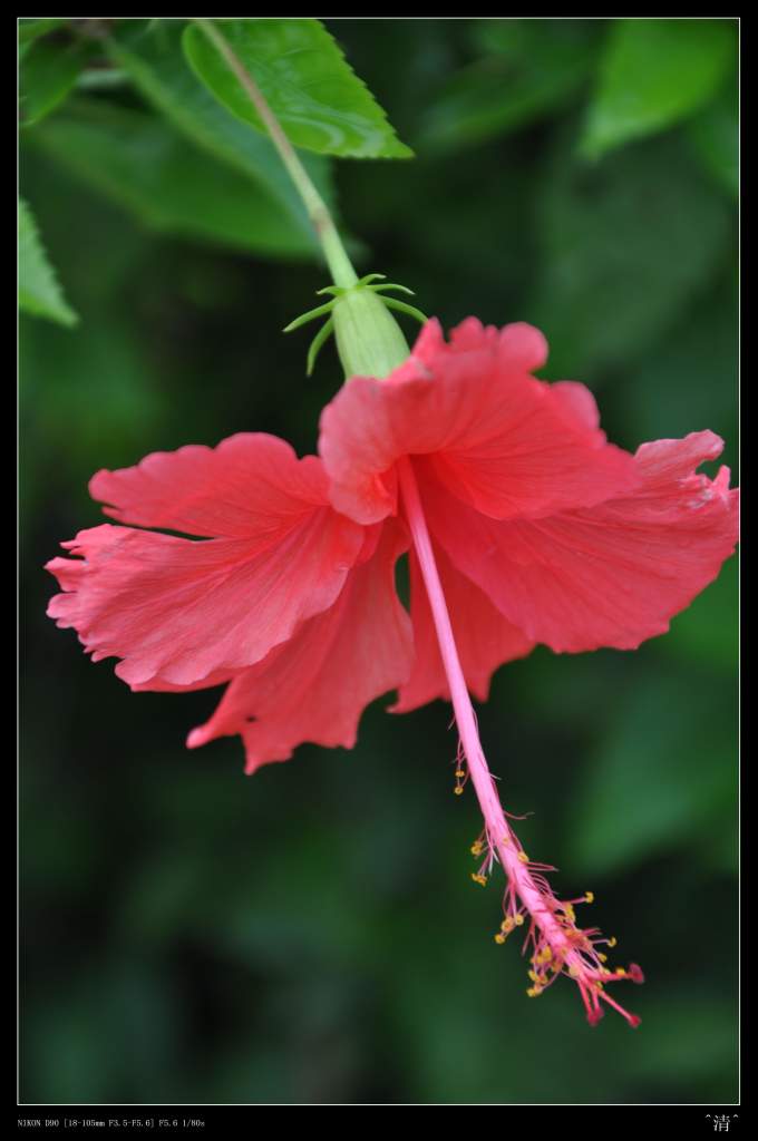 DSC_0158 (NXPowerLite).jpg