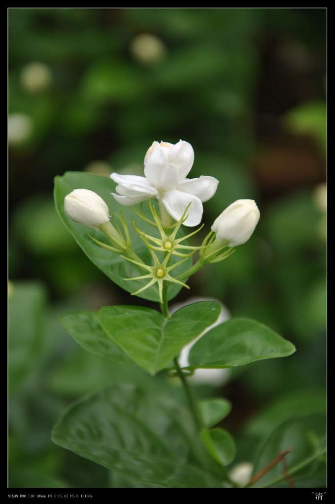 DSC_0162 (NXPowerLite).jpg