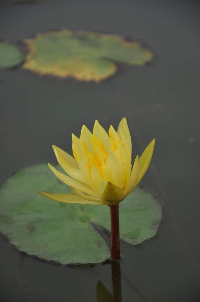 DSC_0165 (NXPowerLite).jpg