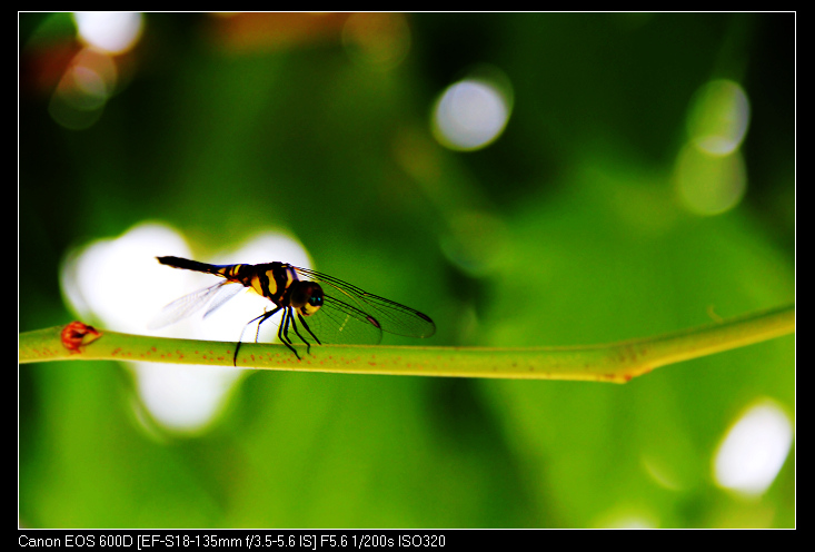 ��ɽ���ݲɷ� 457_nEO_IMG.jpg