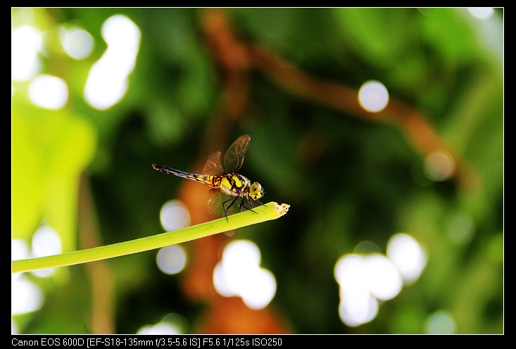 ��ɽ���ݲɷ� 461_nEO_IMG.jpg