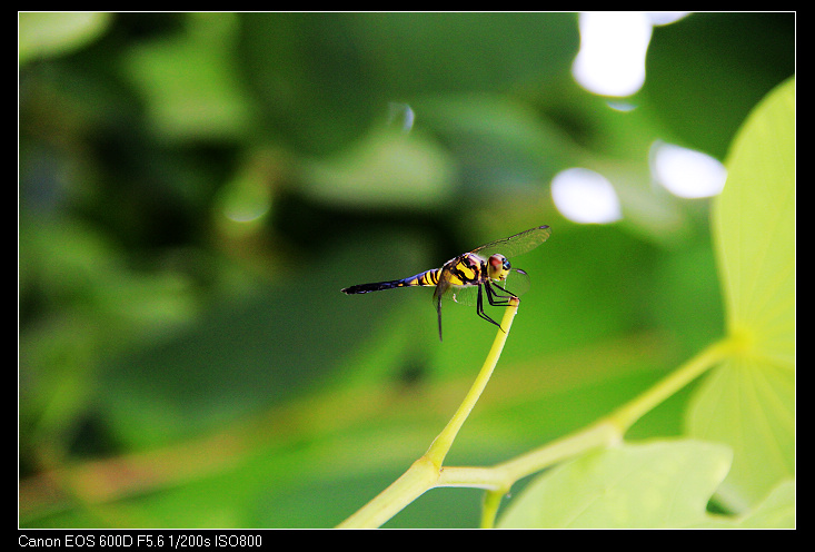 ��ɽ���ݲɷ� 467_nEO_IMG.jpg