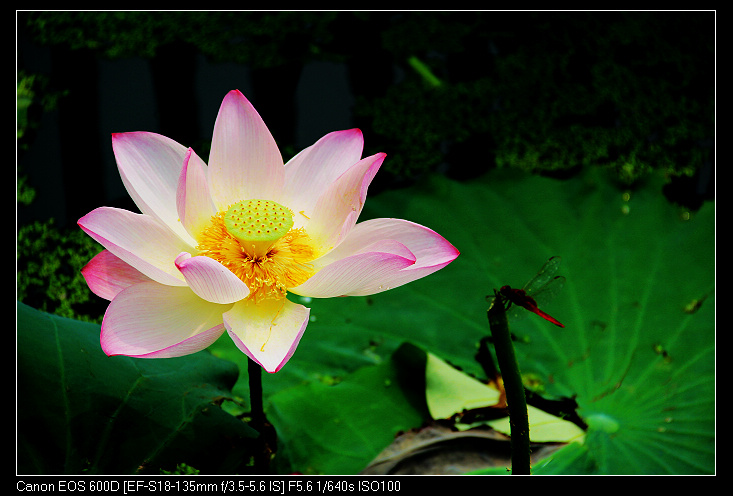 ��ɽ���ݲɷ� 411_nEO_IMG.jpg