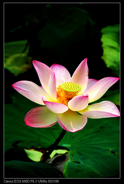 ��ɽ���ݲɷ� 402_nEO_IMG.jpg