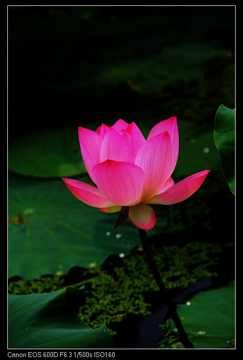 ��ɽ���ݲɷ� 401_nEO_IMG.jpg