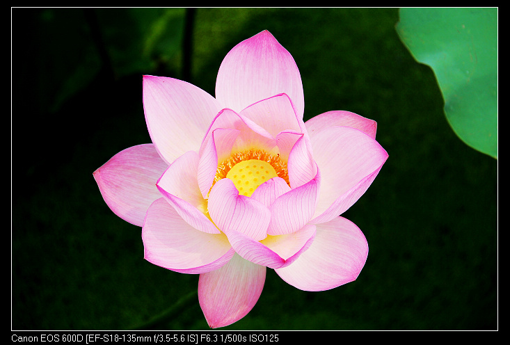 ��ɽ���ݲɷ� 379_nEO_IMG.jpg