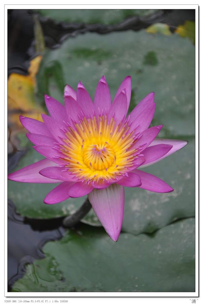 DSC_0222 (NXPowerLite).jpg