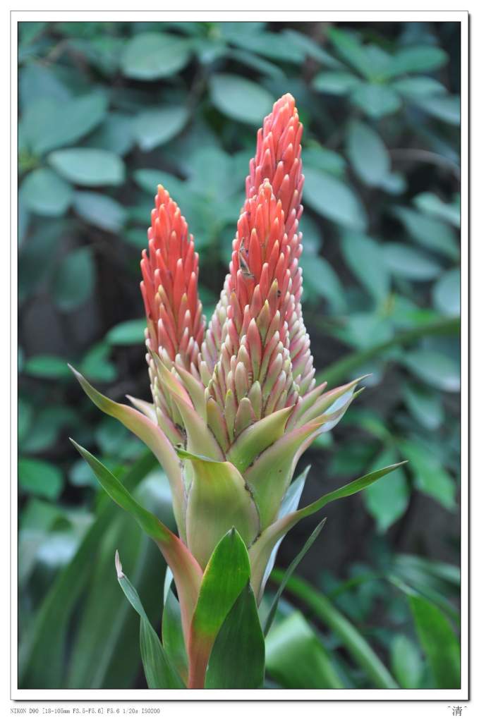 DSC_0229 (NXPowerLite).jpg