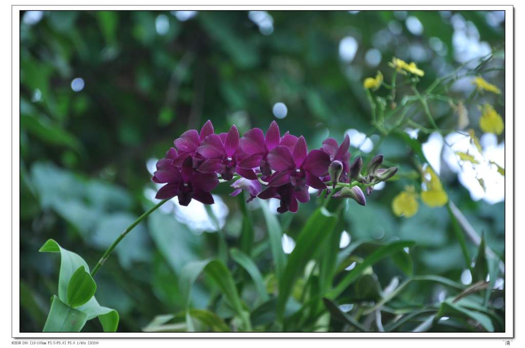 DSC_0230 (NXPowerLite).jpg