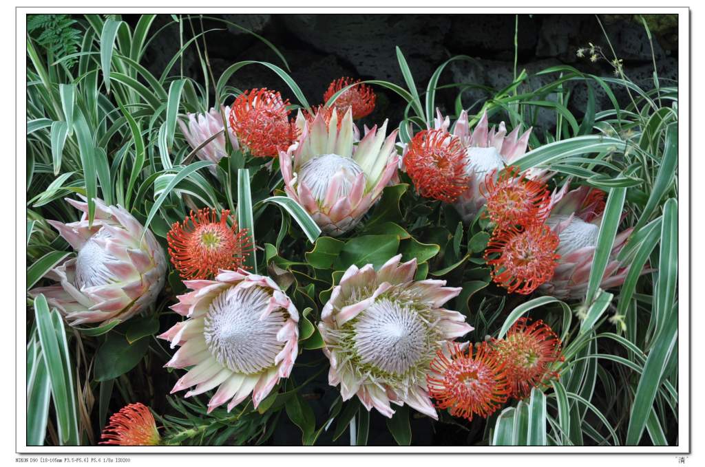 DSC_0247 (NXPowerLite).jpg