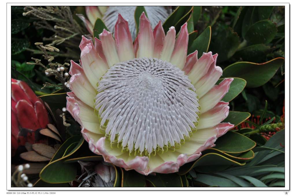 DSC_0248 (NXPowerLite).jpg