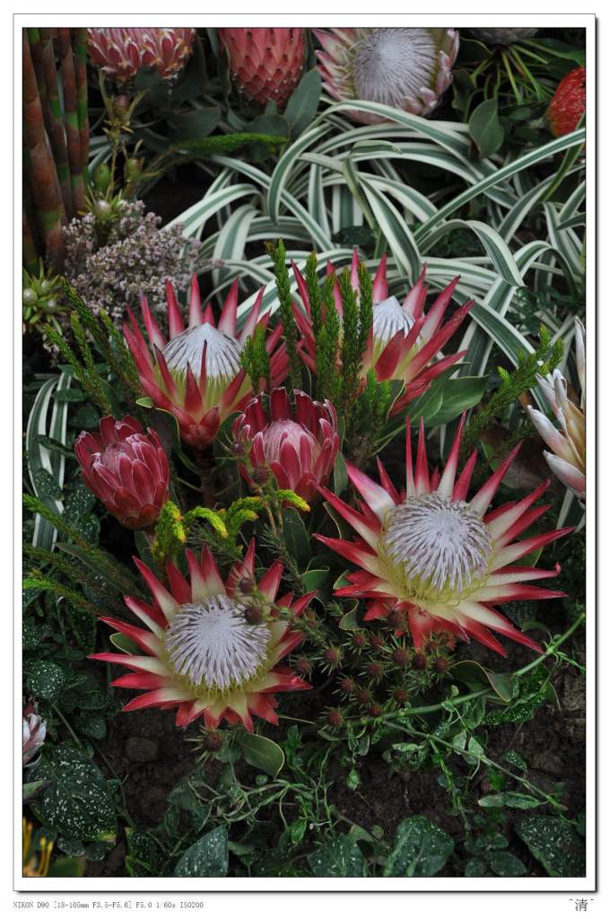 DSC_0249 (NXPowerLite).jpg