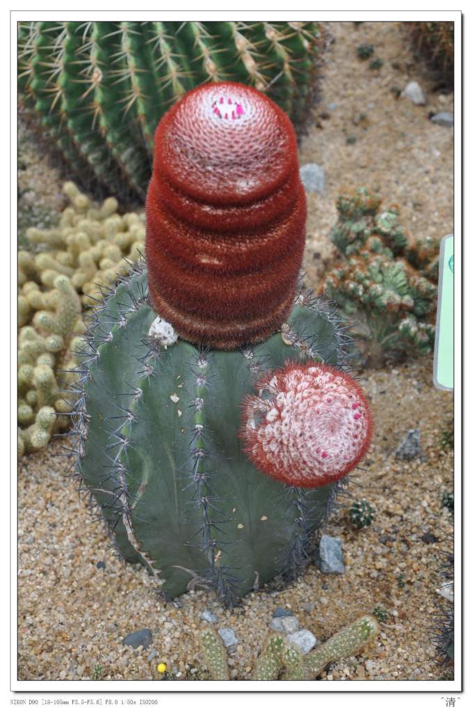 DSC_0269 (NXPowerLite).jpg