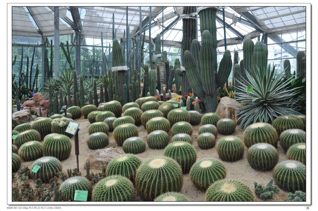 DSC_0271 (NXPowerLite).jpg