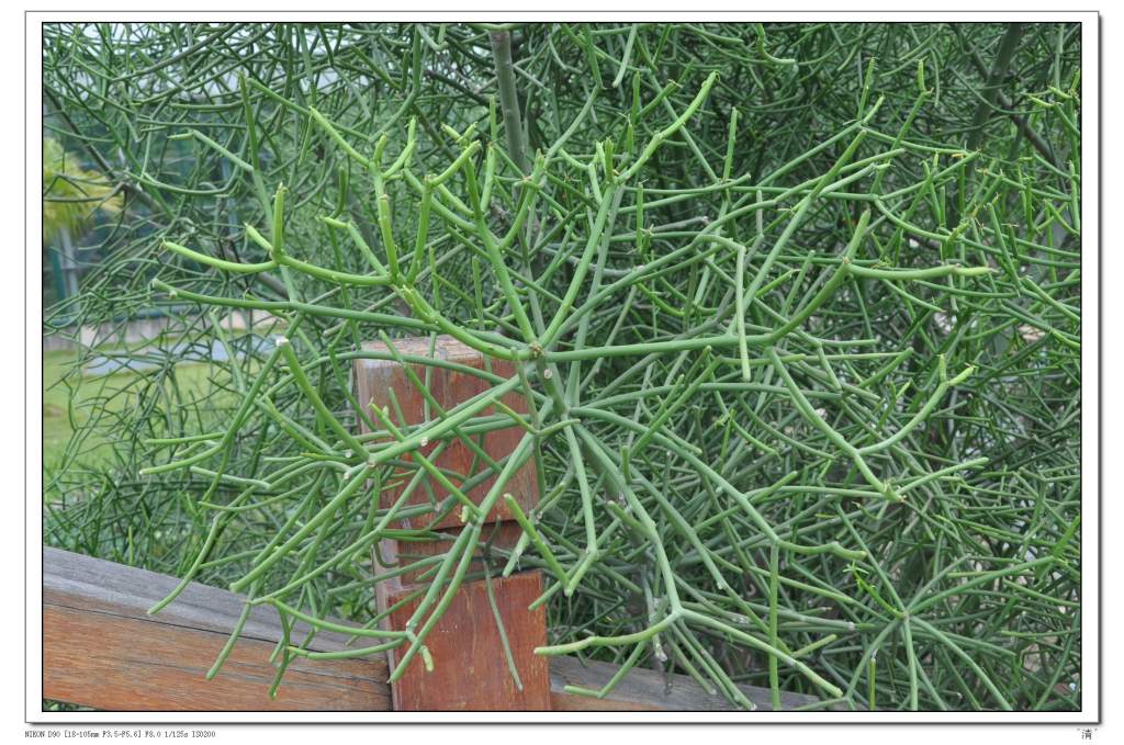 DSC_0277 (NXPowerLite).jpg